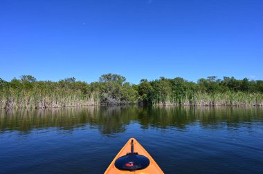Florida, Everglades Ulusal Parkı 'ndaki Nine Mile Pond' da turuncu kanonun önünde güneşli bir nisan öğleden sonra..