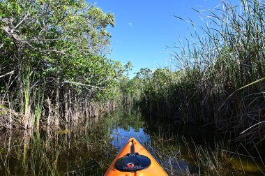 Florida, Everglades Ulusal Parkı 'ndaki Nine Mile Pond' da turuncu kanonun önünde güneşli bir nisan öğleden sonra..