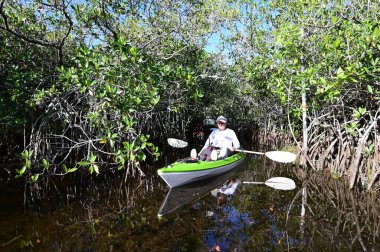 Florida, Everglades Ulusal Parkı 'ndaki Nine Mile Pond' da açık güneşli bir nisan öğleden sonra aktif son sınıf kanosu..