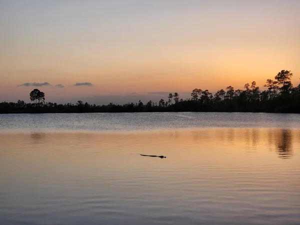 Alligator Alligator Mississippiensis Nager Dans Pine Glades Lake Dans Everglades — Photo