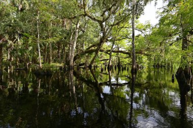 Florida, Palmdale yakınlarındaki Fisheating Creek kıyısında meşe ve selvi ağaçları...