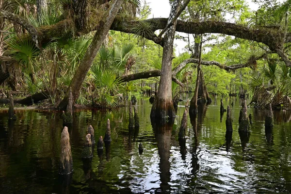 Florida, Palmdale yakınlarındaki Fisheating Creek kıyısında meşe ve selvi ağaçları...