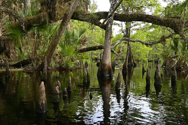 夏日平静的下午 佛罗里达州帕尔默代尔附近的渔业溪畔的橡树和柏树 — 图库照片