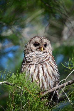 Barded Owl - Strix Varia - Florida, Everglades Ulusal Parkı 'ndaki selvi ağacına tünemiş güneşli bir yaz sabahı.