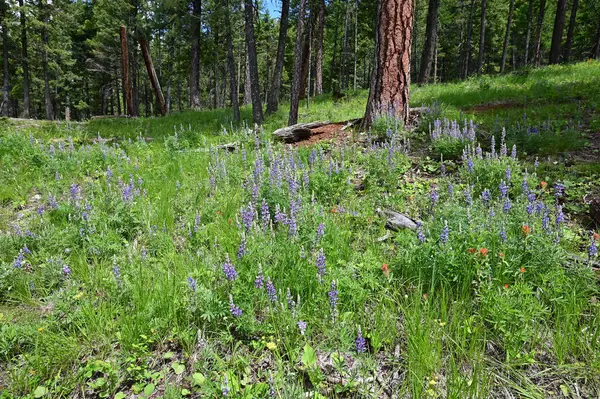 Wildflowers Lion Mountain Trail Whitefish Montana Sunny Summer Morning — Foto de Stock