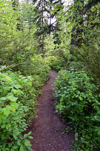 Sentier Lac Stanton Dans Nature Sauvage Grand Ours Montana Par — Photo