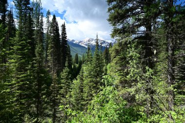 Stanton Lake Trail in Great Bear Wilderness, Montana Güneşli yaz gününde.