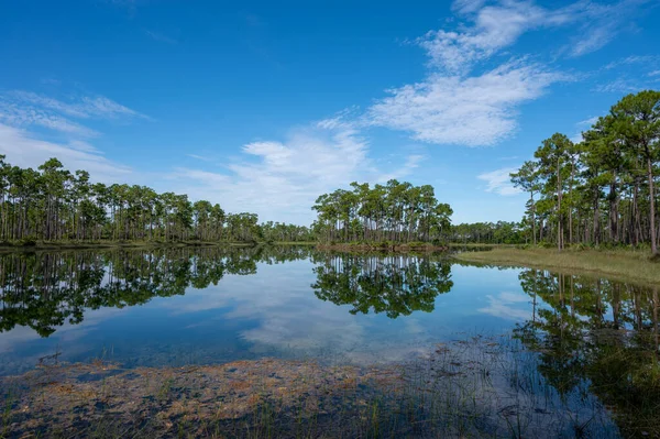 Early Morning Summer Cloudscape Long Pine Key Everglades National Park Stock Image