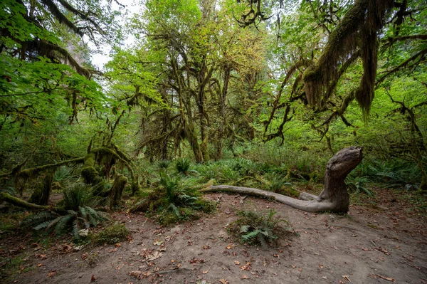 Paprocie Mech Pokryte Drzewa Hoh Rain Forest Parku Narodowym Olimpijskim — Zdjęcie stockowe