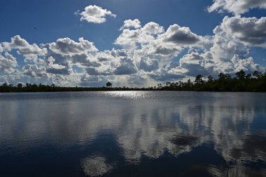 Güneşli yaz gününde Florida, Everglades Ulusal Parkı 'ndaki Pine Glades Gölü' nün sakin sularına parlak bir yaz bulutu yansıdı..
