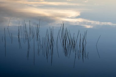 Florida Everglades Ulusal Parkı 'ndaki Nine Mile Pond' da gün doğumunda sakin sularda sazlıklar..