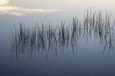 Florida Everglades Ulusal Parkı 'ndaki Nine Mile Pond' da gün doğumunda sakin sularda sazlıklar..