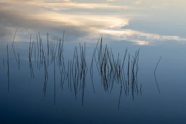 Trzcina Spokojnej Wodzie Wschodzie Słońca Nine Mile Pond Parku Narodowym — Zdjęcie stockowe