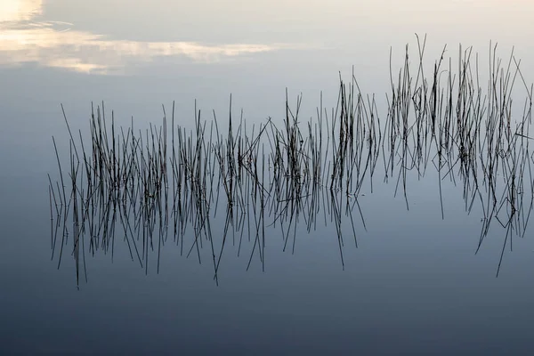 Reeds Calm Water Sunrise Nine Mile Pond Everglades National Park — Stock Photo, Image