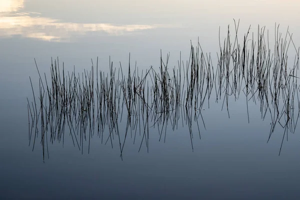 Trzcina Spokojnej Wodzie Wschodzie Słońca Nine Mile Pond Parku Narodowym — Zdjęcie stockowe