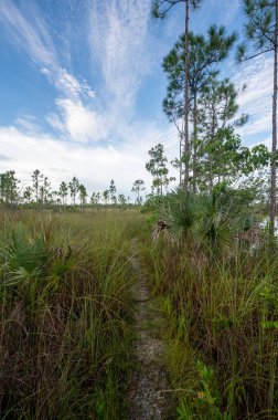 Florida Everglades Ulusal Parkı 'nda Pine Glades Gölü yolu güneşli yaz bulutları altında.