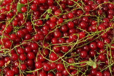 Frenk üzümü arka plan