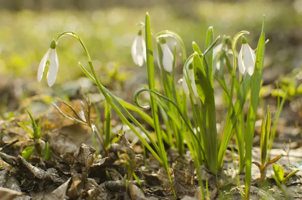 kardelen sunsetlight içinde