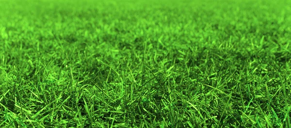 Verde hierba verde — Foto de Stock