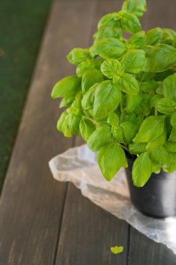 Genç fesleğen bitki