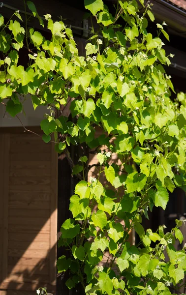 Молодые листья винограда — стоковое фото