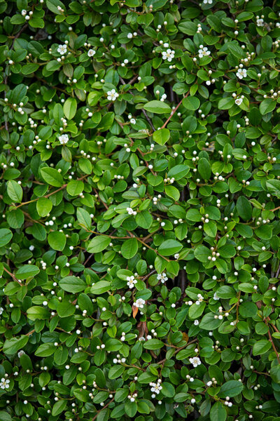 Cotoneaster horizontalis
