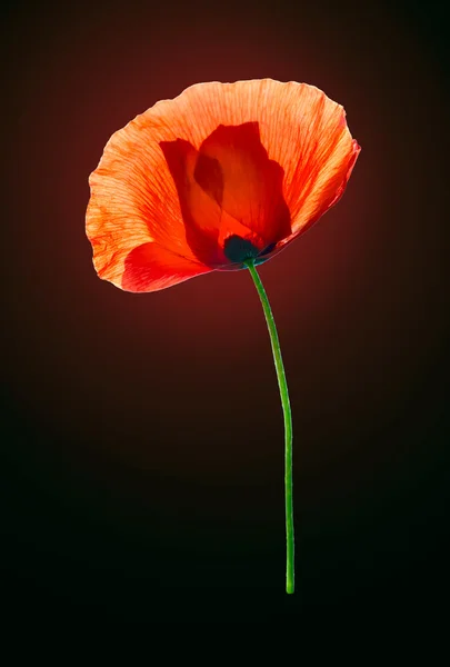 Red poppy on dark brown background — Stock Photo, Image