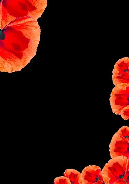 Red poppy background — Stock Photo, Image
