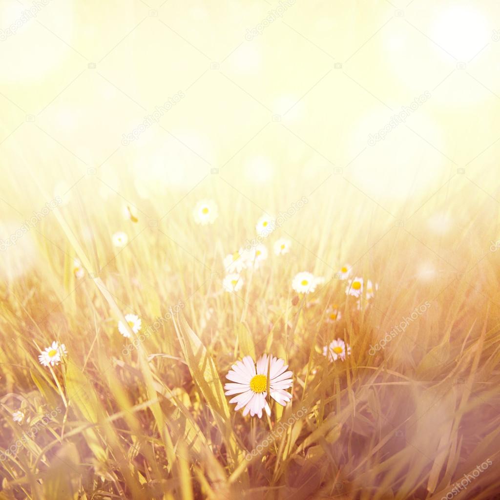Squared vintage daisy background