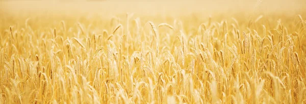 Golden wheat on the sunset — Stock Photo, Image