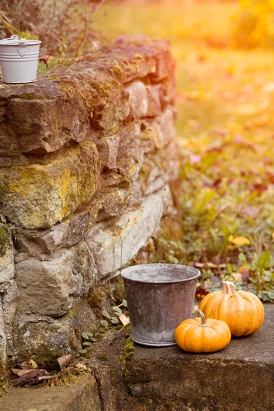 Two pumpkins in a garden on a sunset — Stock Photo, Image