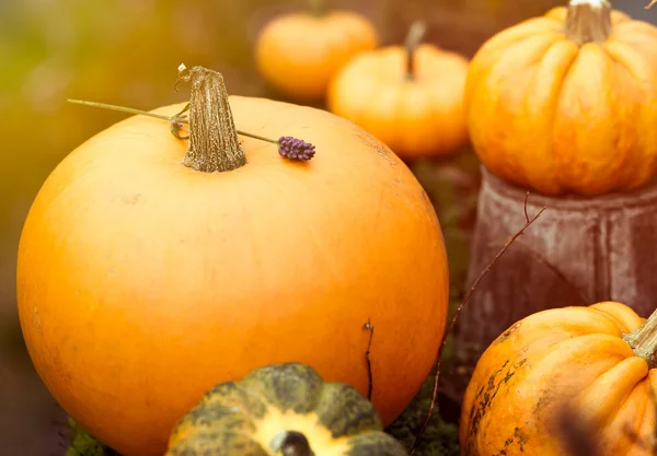 Pumpkins with vintage dreamy toning — Stock Photo, Image