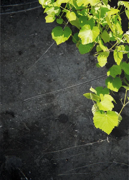 Рамка из виноградных листьев — стоковое фото