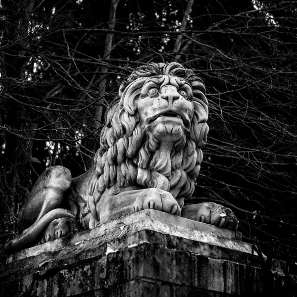 Staty av en kraftfull om lejon i svart och vitt — Stockfoto