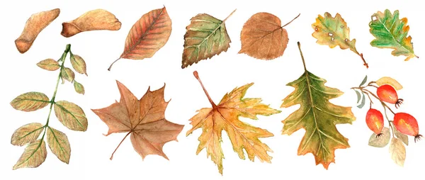 Conjunto Folhas Outono Watercolor Desenhado Mão Florais Ilustração Queda Foliage — Fotografia de Stock
