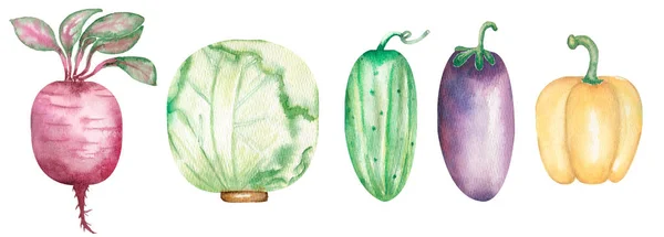 Akwarela Ręcznie Rysowane Warzywa Zestaw Kapusta Bakłażan Ogórek Burak Clipart — Zdjęcie stockowe