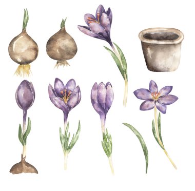 Crocus çiçek hayat döngüsü, bitki yetiştirme aşamaları, çiçek yetiştirme döngüsü illüstrasyon seti, Homeschool kartı, çocuk okulu eğitim klibi, biyoloji klip sanatı