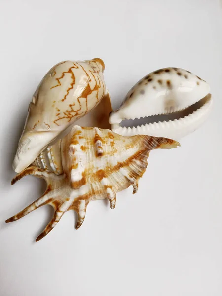 Sea Shells White Background — Stock Photo, Image