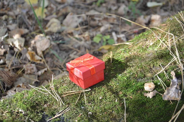 Pequena Caixa Presente Vermelha Floresta — Fotografia de Stock