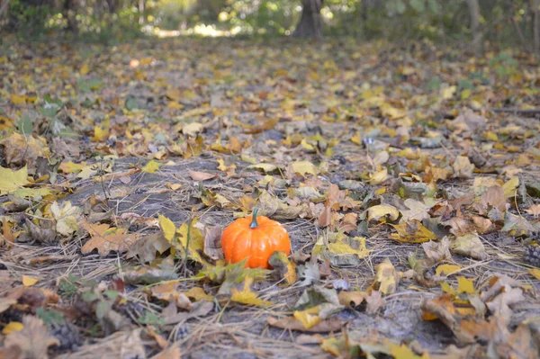 Маленькая Осенняя Тыква Хэллоуин Лесу — стоковое фото