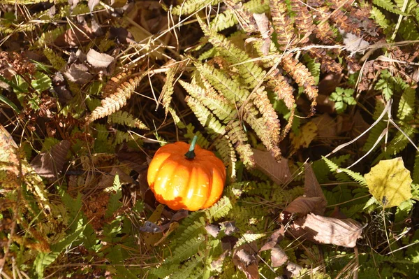 Μικρή Φθινοπωρινή Κολοκύθα Για Αποκριές Ένα Δάσος — Φωτογραφία Αρχείου