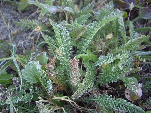 Pétales Plantes Herbes Dans Une Saison Automne — Photo