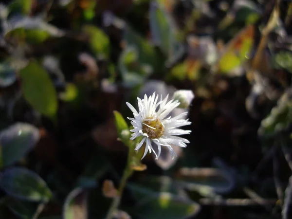 Flores Outono Sol Jardim — Fotografia de Stock