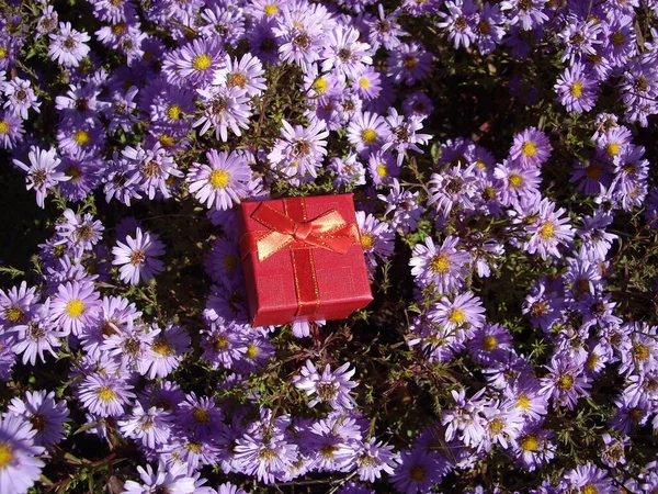 Маленькая Подарочная Коробка Фоне Голубых Цветов — стоковое фото
