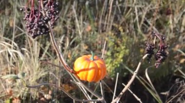 Küçük balkabağı ormandaki çimlerin üzerinde yatıyor.