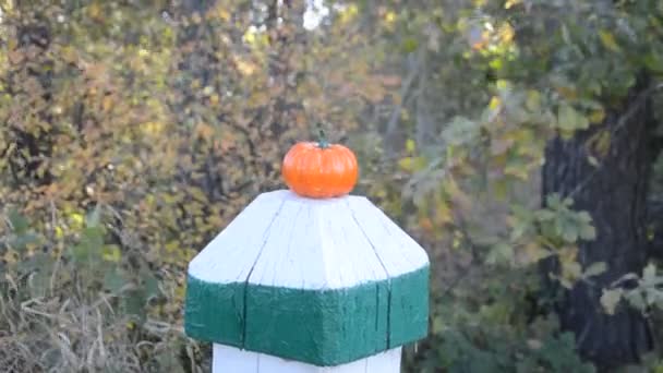Small Pumpkin Stands Border Pillar — Stock Video
