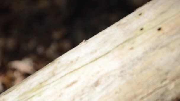 Маленький Деревянный Домик Стоит Наклонном Стволе Дерева — стоковое видео