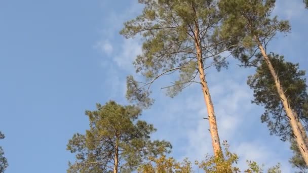森の中の風に揺れる松の幹と頂 — ストック動画