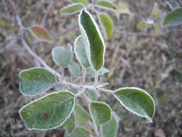 Herbstblätter Von Pflanzen Und Früchten Bei Frost — Stockfoto