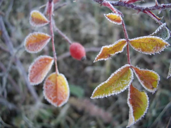 霜の場合は植物や果物の秋の葉 — ストック写真